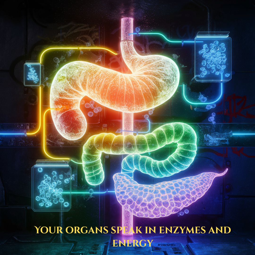 Gut Chemistry: Uncovering the Molecular Secrets of Digestive Organ Function